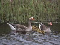 Anser anser 30, Grauwe gans, Saxifraga-Piet Munsterman