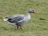 Anser anser 37, Grauwe gans, Saxifraga-Ab H Baas