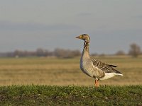 Anser anser 38, Grauwe gans, Saxifraga-Rik Kruit