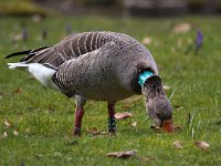 Anser anser 43, Grauwe gans, Saxifraga-Bart Vastenhouw