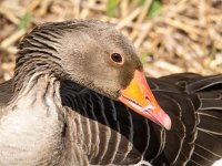 Anser anser 45, Grauwe gans, Saxifraga-Bart Vastenhouw