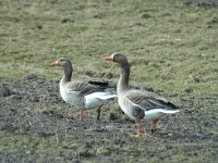 Anser anser 6, Grauwe gans, Saxifraga-Jan van der Straaten