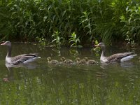 Anser anser 61, Grauwe gans, Saxifraga-Jan Nijendijk