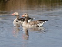 Anser anser 66, Grauwe gans, Saxifraga-Henk Baptist