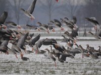 Anser anser 71, Grauwe gans, Saxifraga-Luuk Vermeer