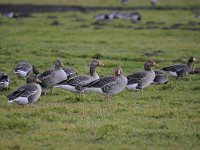 Anser anser 73, Grauwe gans, Saxifraga-Luuk Vermeer