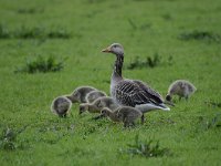 Anser anser 74, Grauwe gans, Saxifraga-Luuk Vermeer