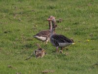 Anser anser 75, Grauwe gans, Saxifraga-Luuk Vermeer