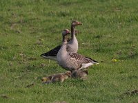 Anser anser 76, Grauwe gans, Saxifraga-Luuk Vermeer