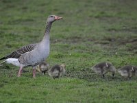 Anser anser 79, Grauwe gans, Saxifraga-Luuk Vermeer