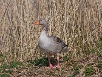 grauwe gans  grauwegans in de Arkemheen : Anser anser