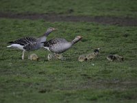 Anser anser 80, Grauwe gans, Saxifraga-Luuk Vermeer