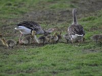 Anser anser 81, Grauwe gans, Saxifraga-Luuk Vermeer