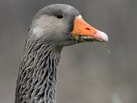 Anser anser 94, Grauwe gans, Saxifraga-Tom Heijnen