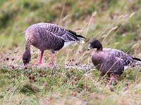 Anser brachyrhynchus 10, Kleine rietgans, Saxifraga-Bart Vastenhouw