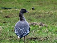 Anser brachyrhynchus 11, Kleine rietgans, Saxifraga-Bart Vastenhouw