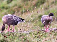 Anser brachyrhynchus 3, Kleine rietgans, Saxifraga-Bart Vastenhouw