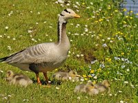 Indische gans #47865 : Anser indicus, Indische gans, Bar-headed Gooset