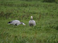 Anser indicus 15, Indische gans, Saxifraga-Luuk Vermeer