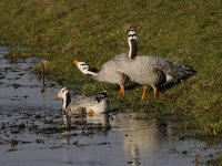 Anser indicus 18, Indische gans, Saxifraga-Luuk Vermeer