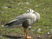 Anser indicus 2, Indische gans, Saxifraga-Jan van der Straaten