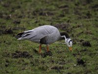 Anser indicus 20, Indische gans, Saxifraga-Luuk Vermeer