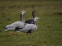 Anser indicus 21, Indische gans, Saxifraga-Luuk Vermeer