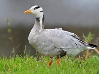 Anser indicus 26, Indische gans, Saxifraga-Tom Heijnen