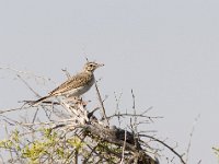 Anthus campestris 1, Duinpieper, Saxifraga-Mark Zekhuis