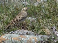 Anthus campestris 4, Duinpieper, Saxifraga-Mark Zekhuis