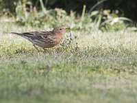 Anthus cervinus 5, Roodkeelpieper, Saxifraga-Mark Zekhuis