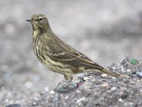 Anthus petrosus 9, Oeverpieper, Saxifraga-Peter Meininger