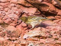 Anthus pratensis 16, Graspieper, Saxifraga-Bart Vastenhouw