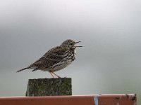 Anthus pratensis 47, Graspieper, Saxifraga-Luuk Vermeer