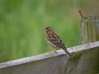 Anthus pratensis 52, Graspieper, Saxifraga-Luuk Vermeer