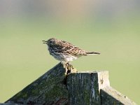 Anthus pratensis 57, Graspieper, Saxifraga-Luuk Vermeer