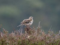 Anthus pratensis 61, Graspieper, Saxifraga-Luuk Vermeer