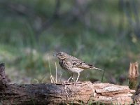 Anthus trivialis 13, Boompieper, Saxifraga-Luuk Vermeer