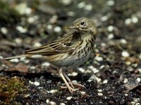 Anthus trivialis 2, Boompieper, Saxifraga-Piet Munsterman