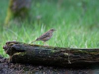 Anthus trivialis 20, Boompieper, Saxifraga-Luuk Vermeer