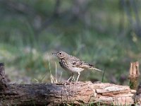 Anthus trivialis 28, Boompieper, Saxifraga-Luuk Vermeer