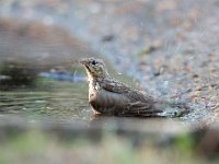 Anthus trivialis 37, Boompieper, Saxifraga-Luuk Vermeer