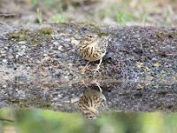 Anthus trivialis 39, Boompieper, Saxifraga-Luuk Vermeer