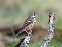 Anthus trivialis 55, Boompieper, Saxifraga-Luuk Vermeer