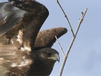 Aquila clanga 2, Bastaardarend, Saxifraga-Mark Zekhuis