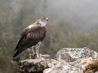 Aquila fasciata 16, Havikarend, Saxifraga-Bart Vastenhouw