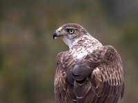 Aquila fasciata 17, Havikarend, Saxifraga-Bart Vastenhouw