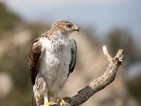 Aquila fasciata 19, Havikarend, Saxifraga-Bart Vastenhouw