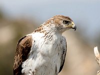 Aquila fasciata 23, Havikarend, Saxifraga-Bart Vastenhouw