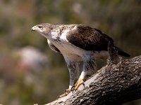 Aquila fasciata 33, Havikarend, Saxifraga-Bart Vastenhouw